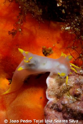 Polycera faeroensis, shot using Canon EOS 350D in Ikelite... by Joao Pedro Tojal Loia Soares Silva 